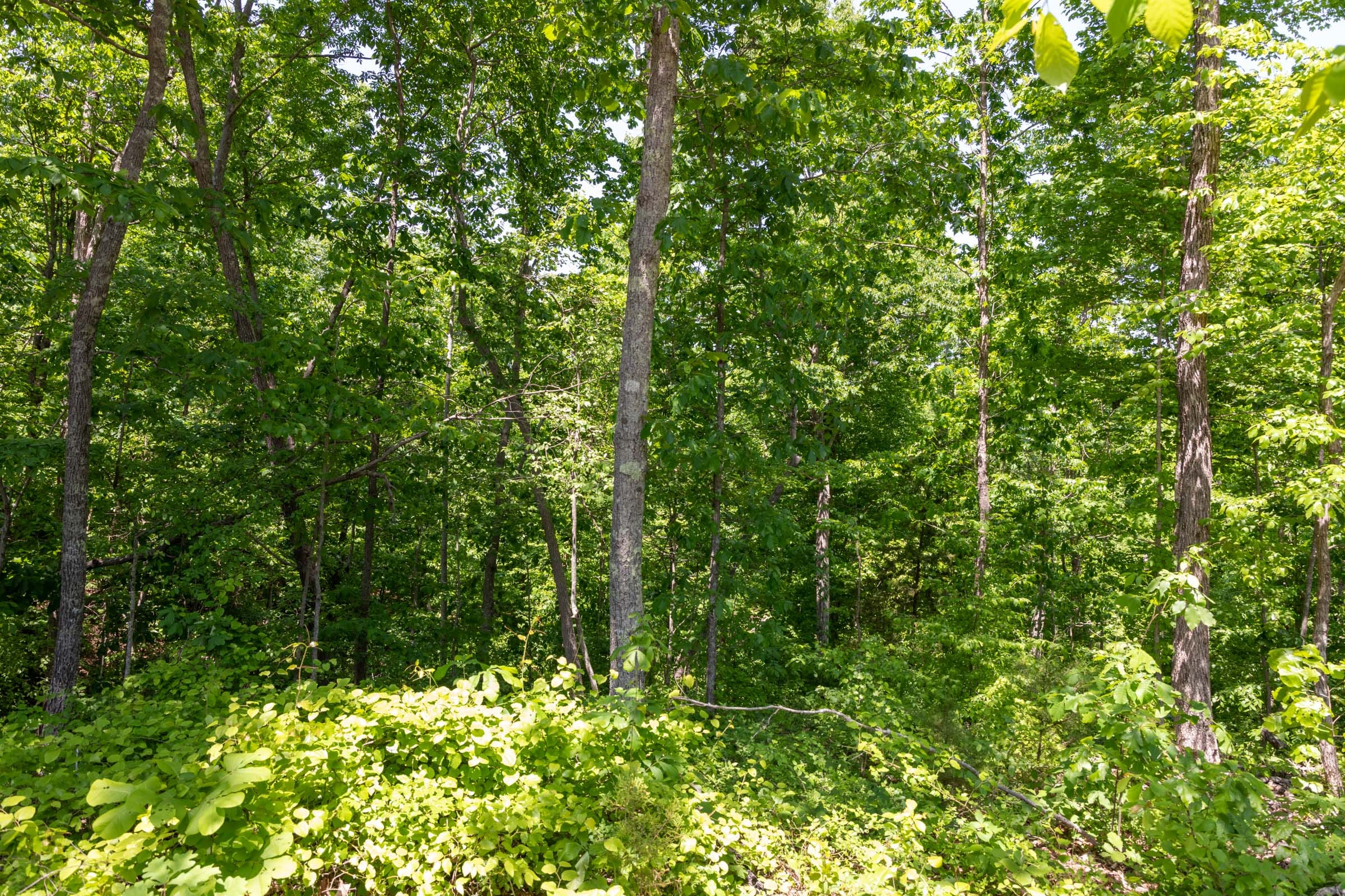 Cedar Creek Tract 66 photo 13
