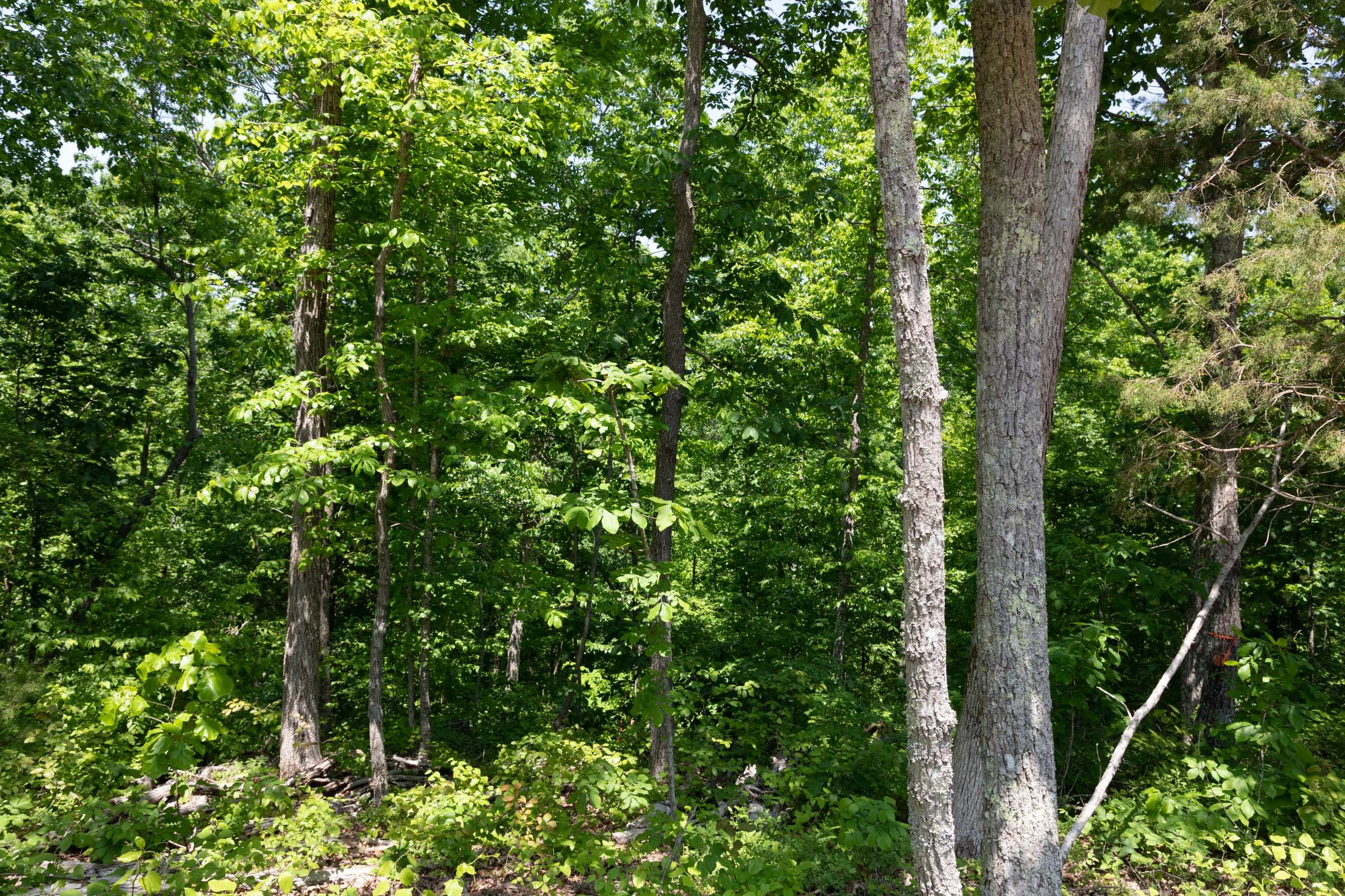 Cedar Creek Tract 66 photo 14