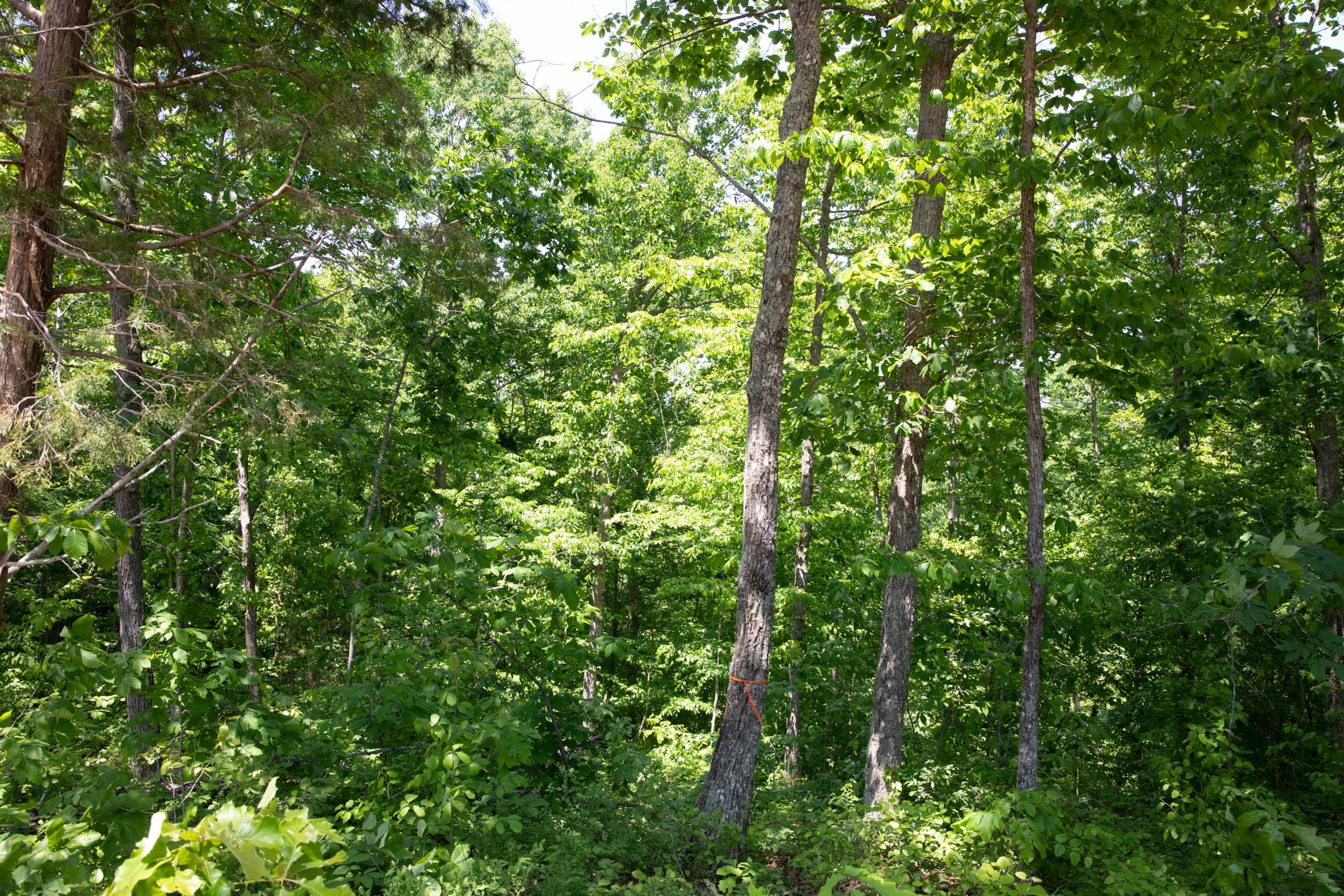 Cedar Creek Tract 66 photo 15