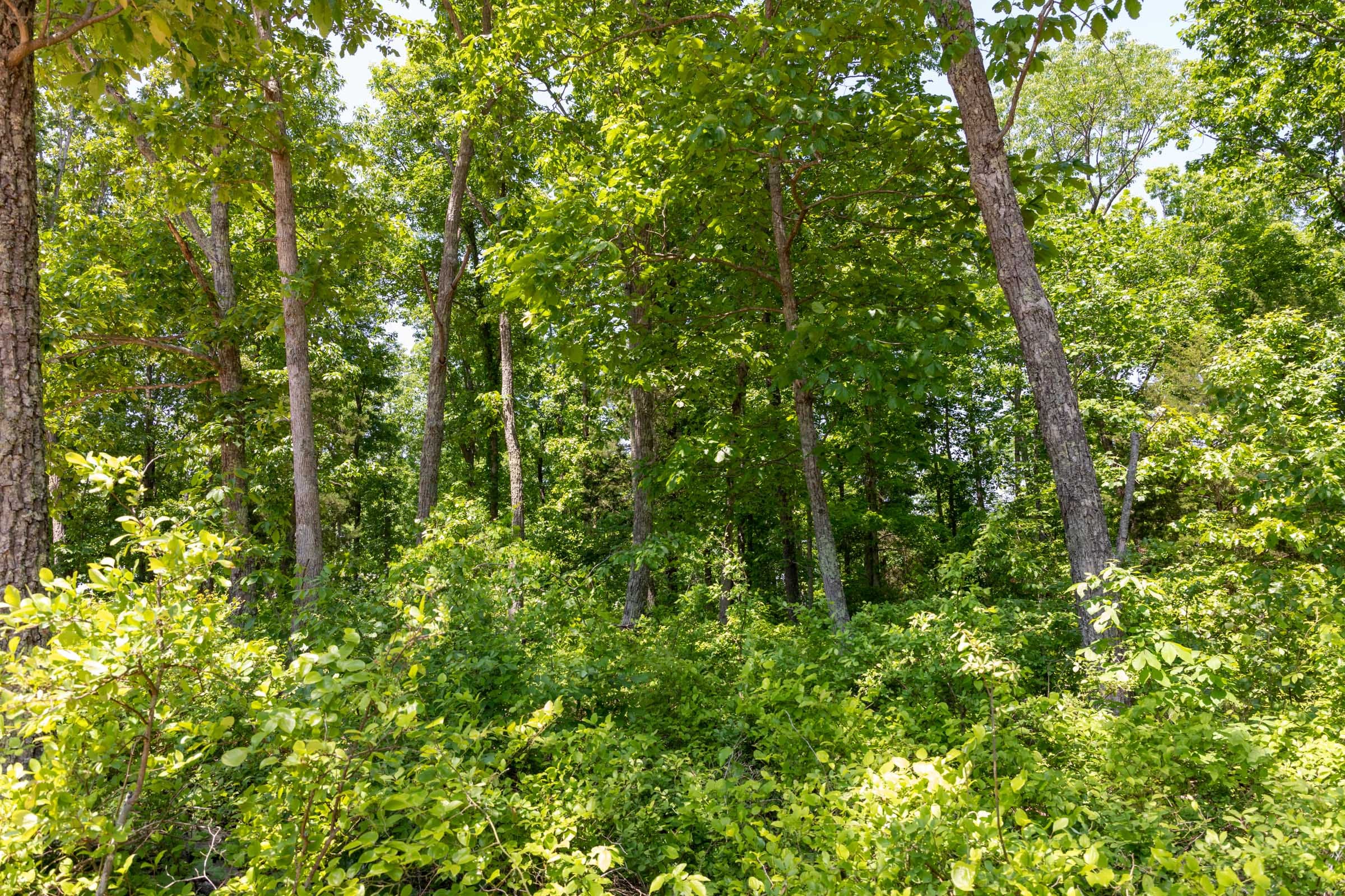 Cedar Creek Tract 66 photo 16