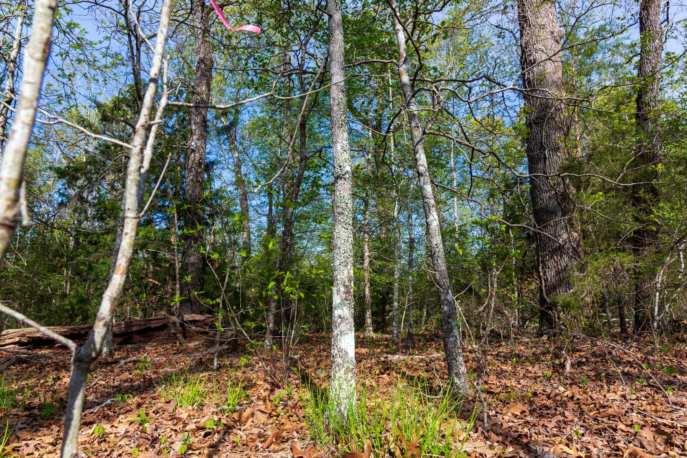 Autumnwood Tract 13 photo 2