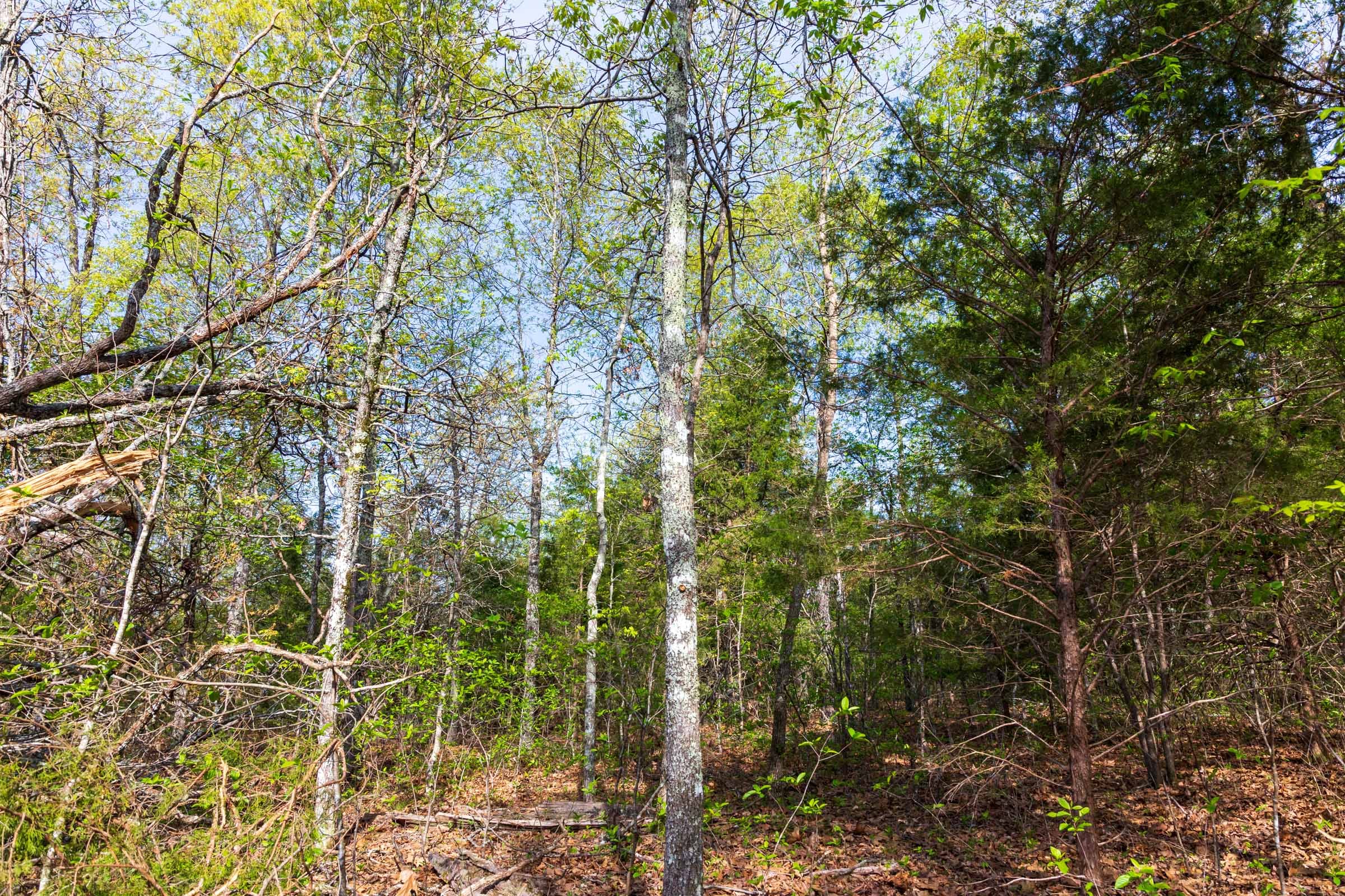 Autumnwood Tract 13 photo 4