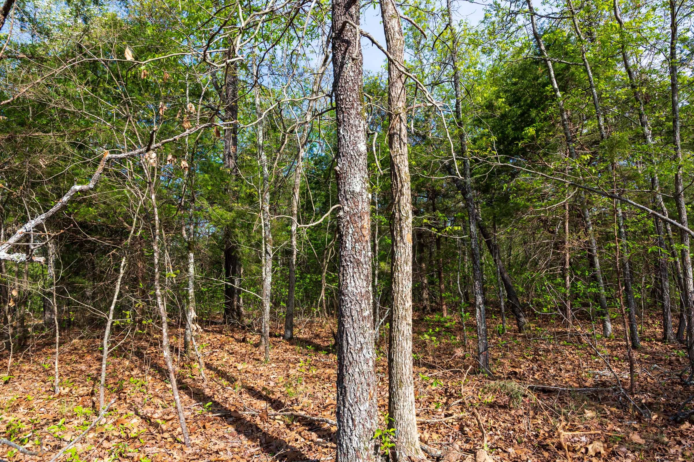 Autumnwood Tract 13 photo 5
