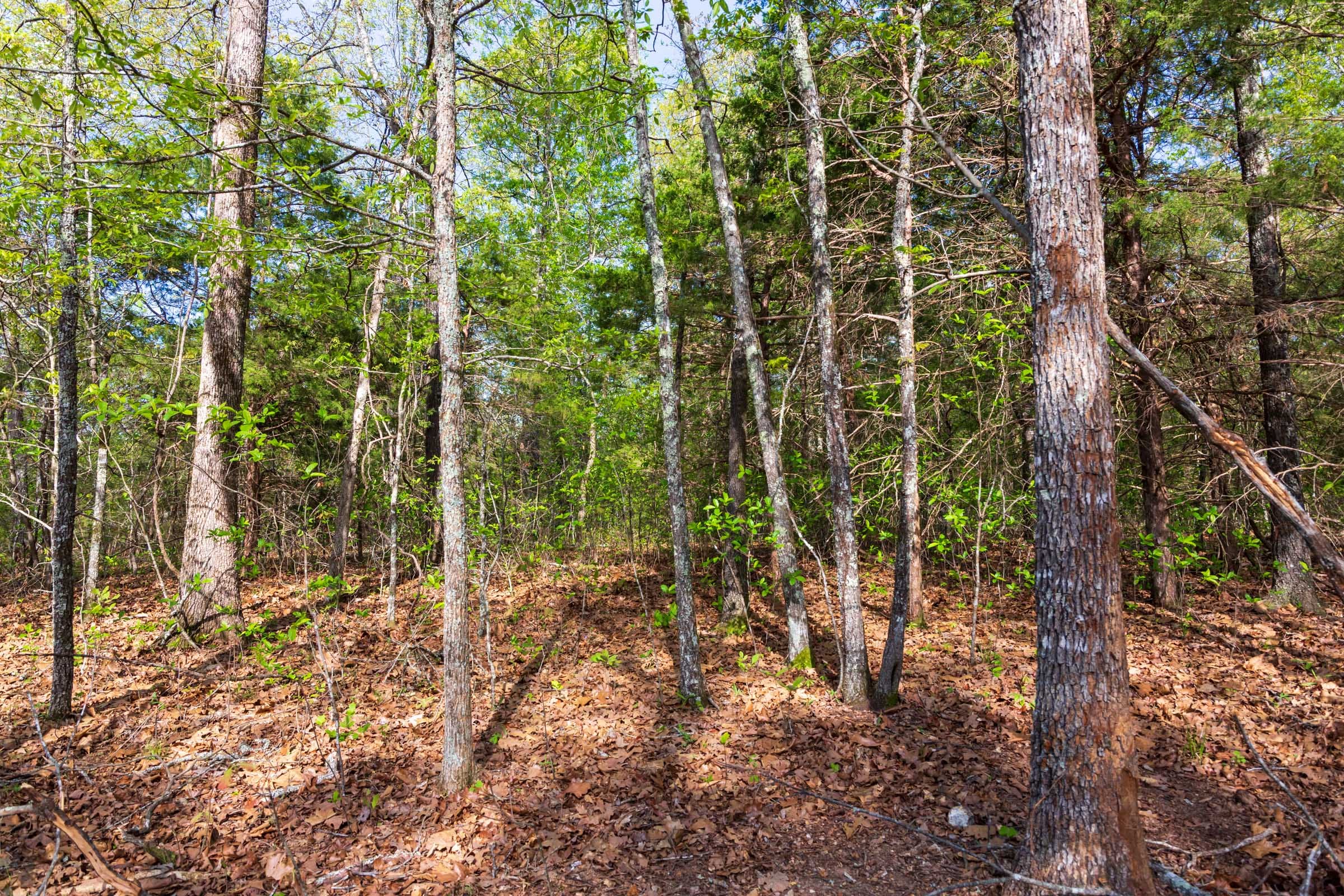 Autumnwood Tract 13 photo 6