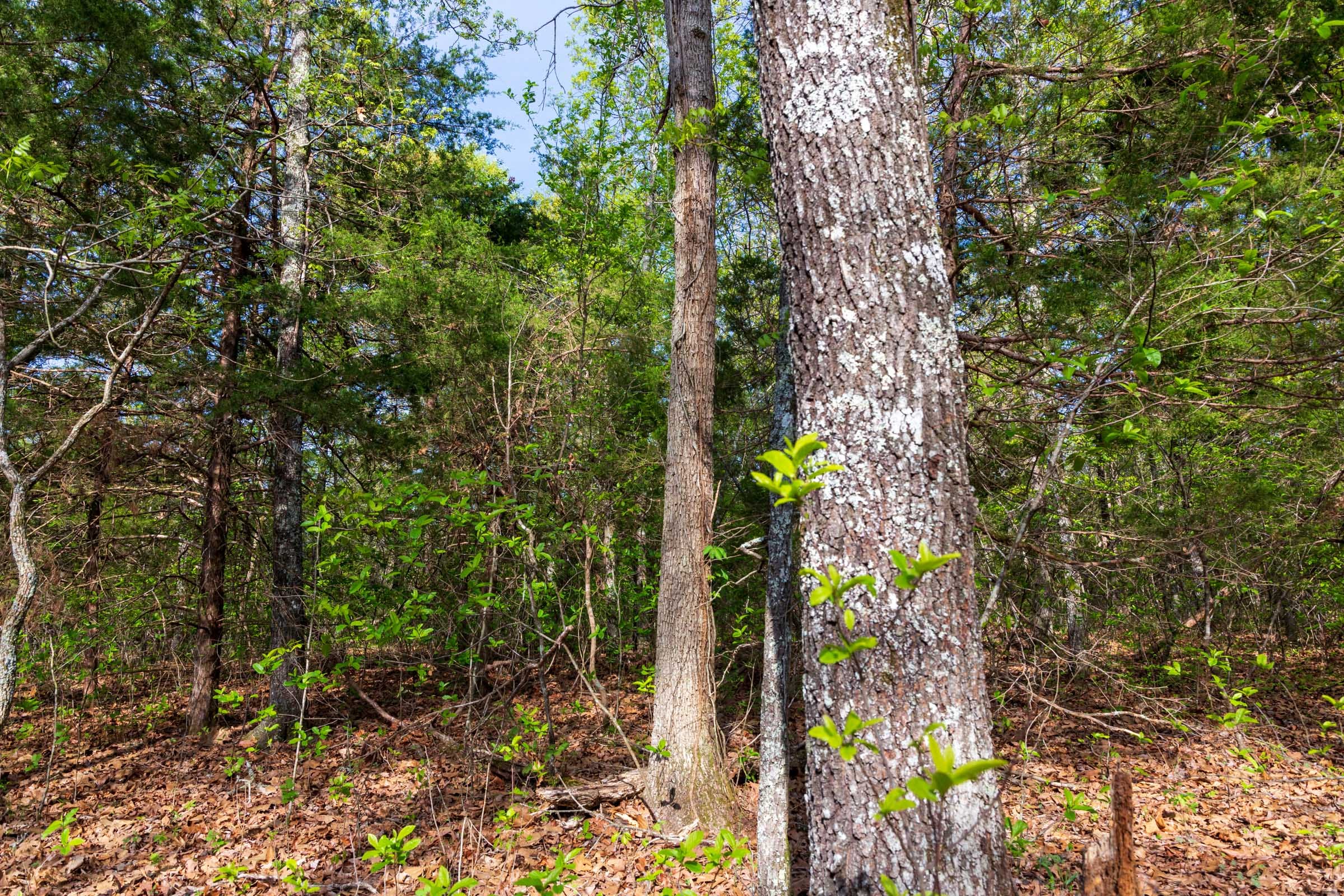 Autumnwood Tract 13 photo 7
