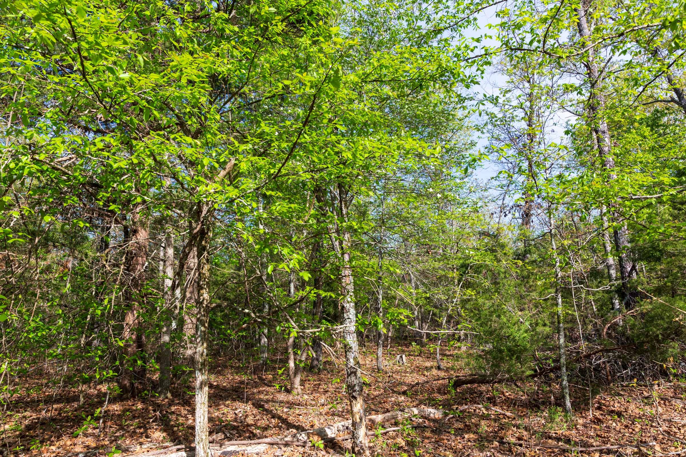 Autumnwood Tract 13 photo 8
