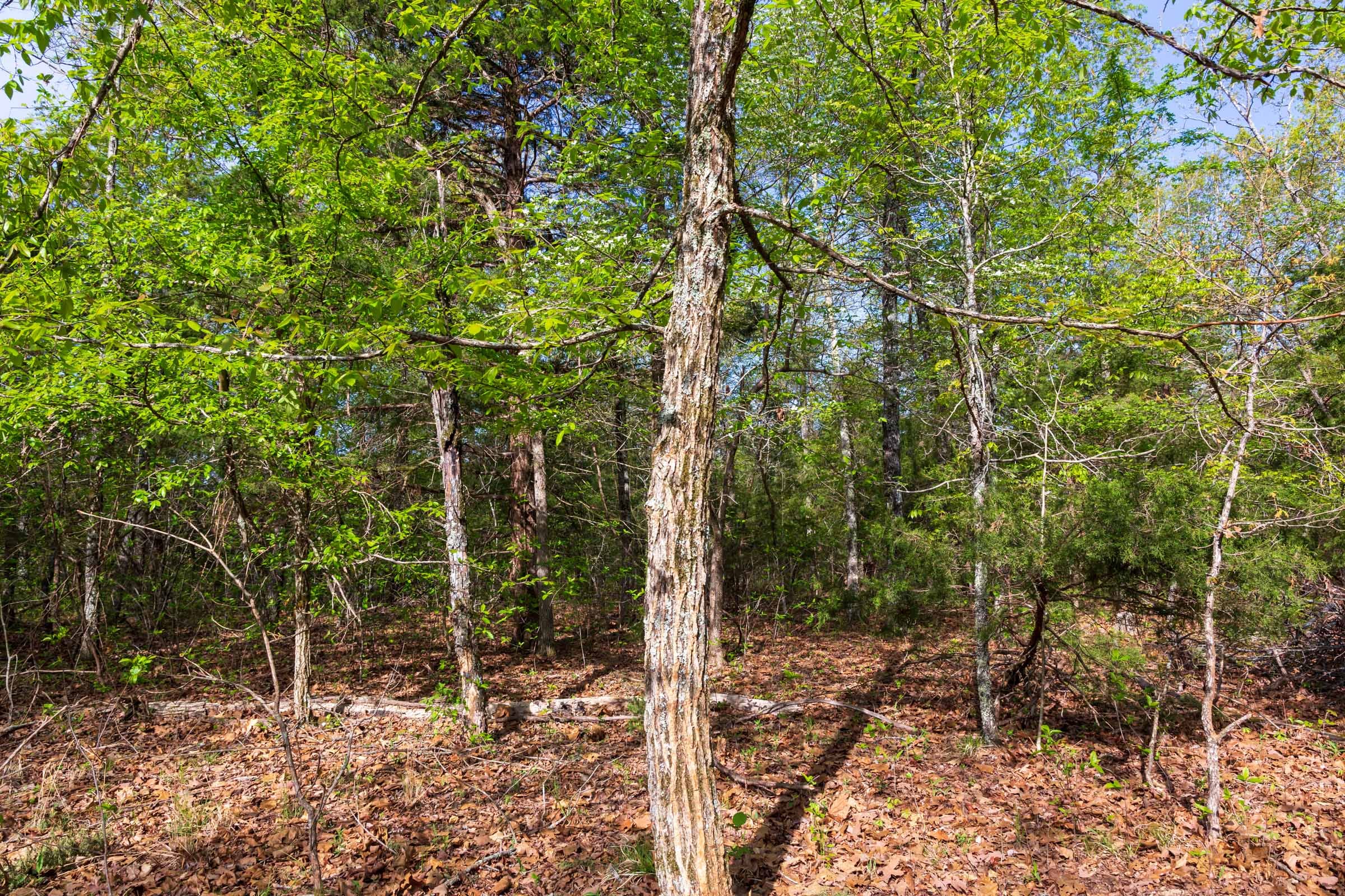 Autumnwood Tract 13 photo 9