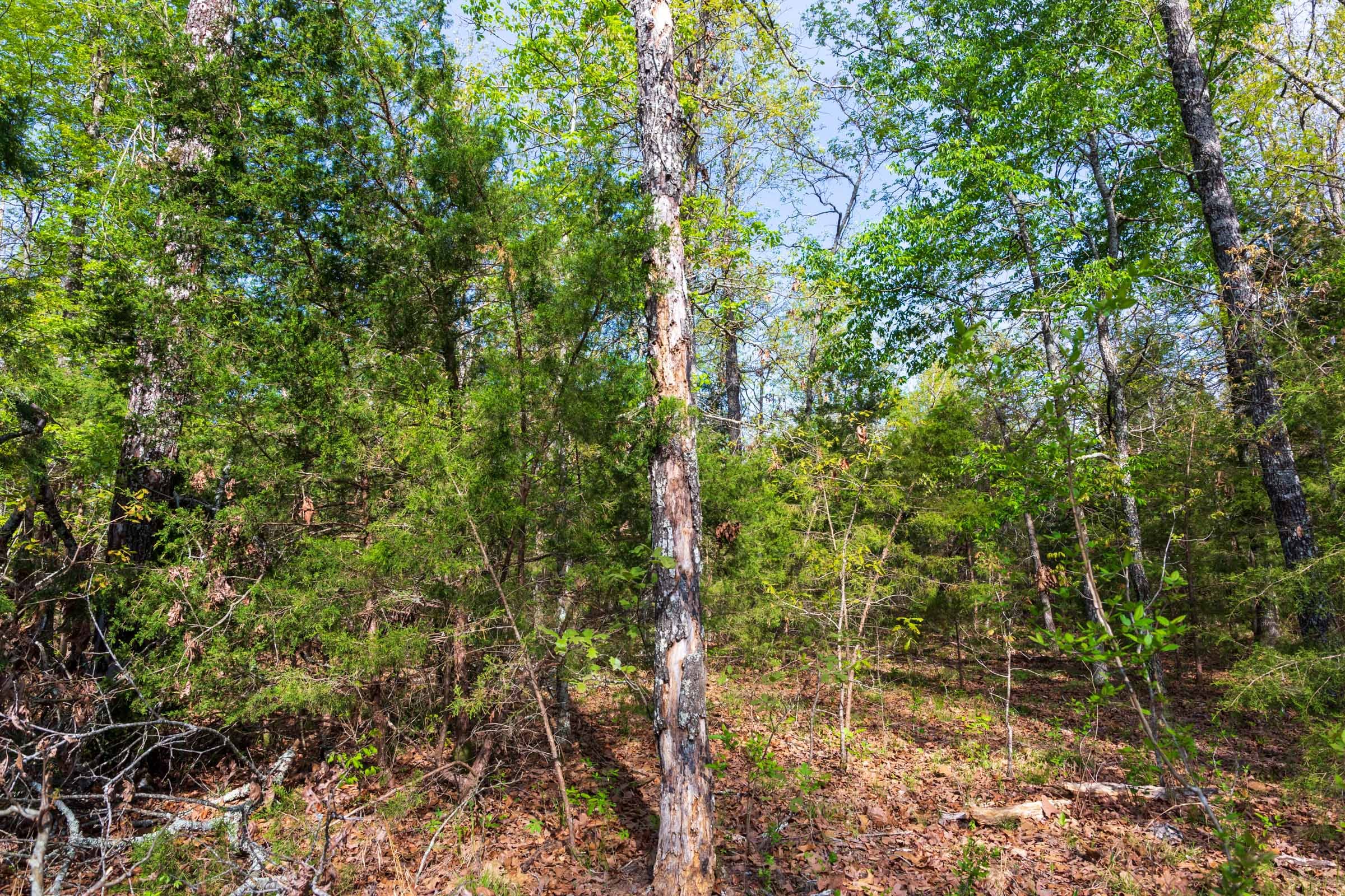 Autumnwood Tract 13 photo 10