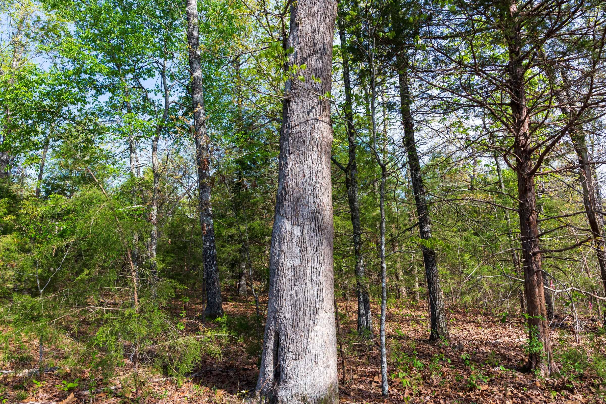 Autumnwood Tract 13 photo 11