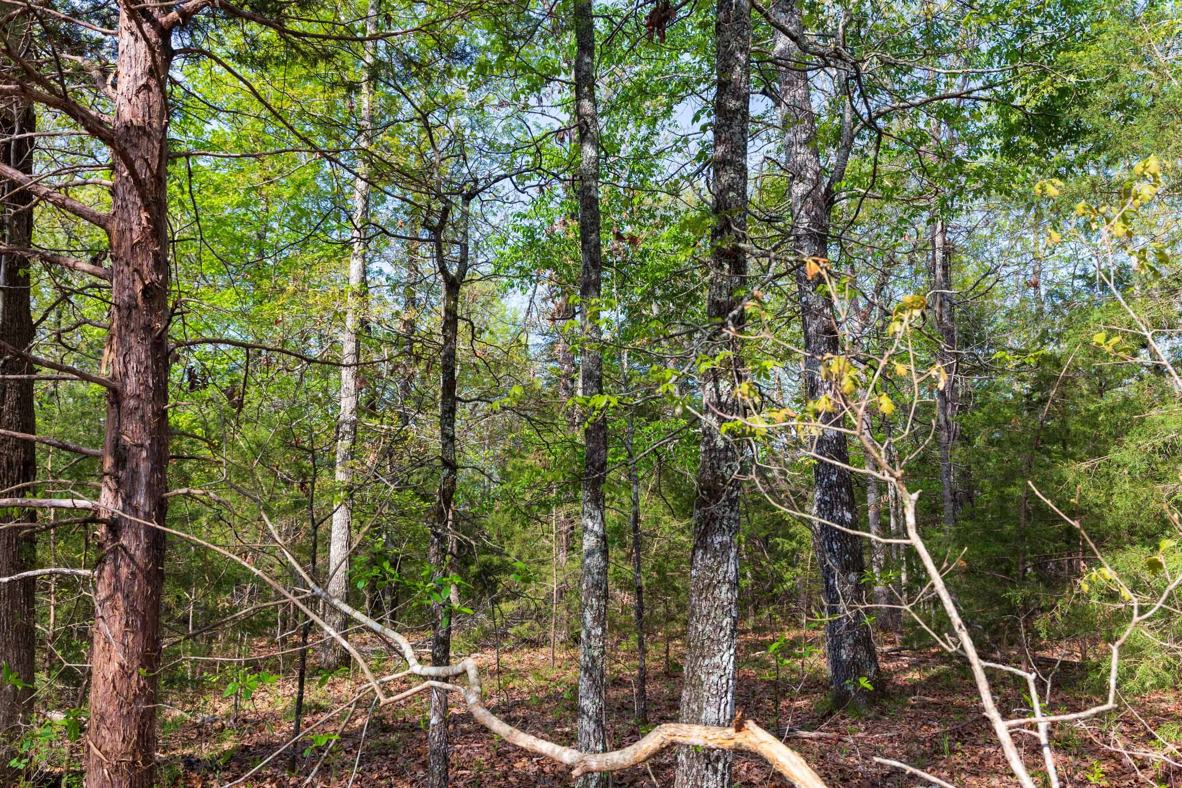 Autumnwood Tract 13 photo 12