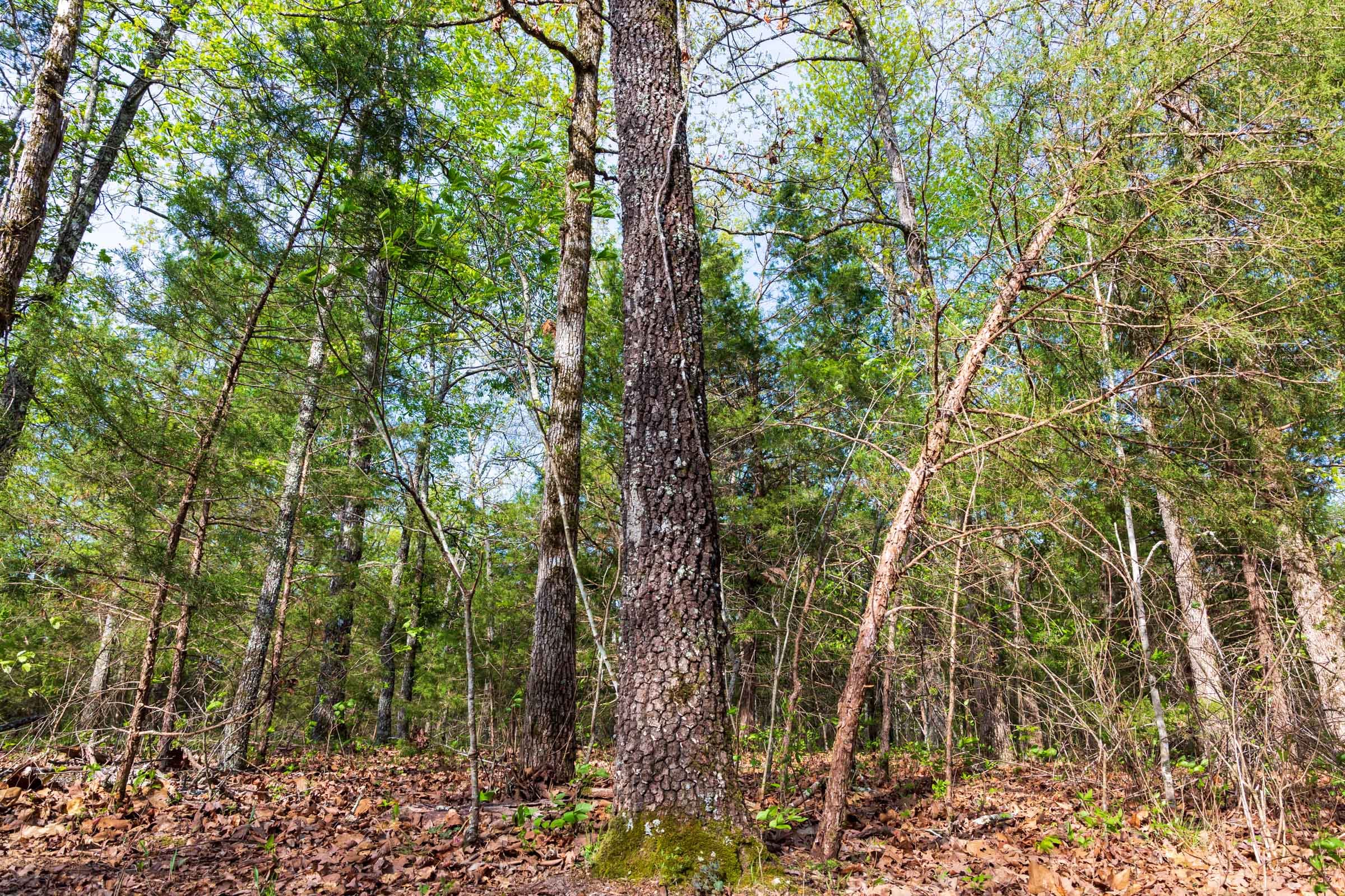 Autumnwood Tract 13 photo 13