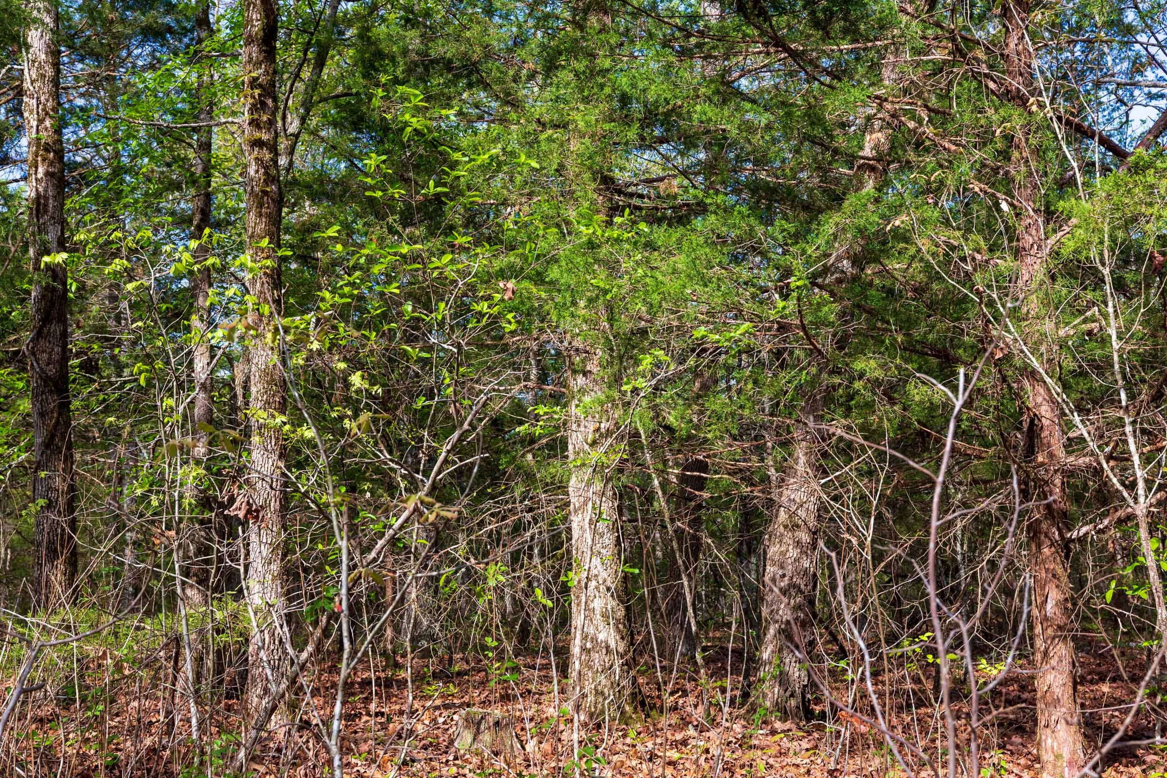Autumnwood Tract 13 photo 14