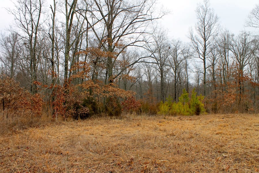 The Tennessean Tract 56 photo 3