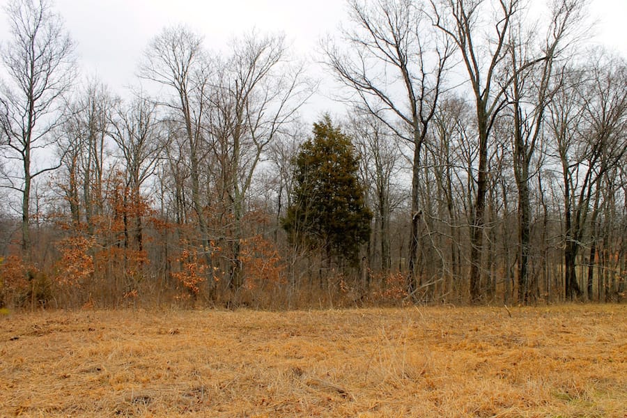 The Tennessean Tract 56 photo 5