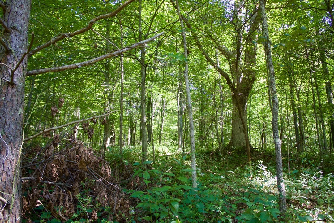 Heritage Hollow Tract 32 photo 3