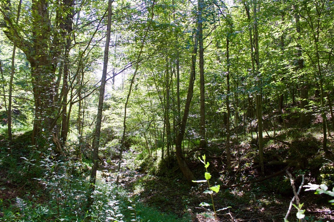 Heritage Hollow Tract 32 photo 5