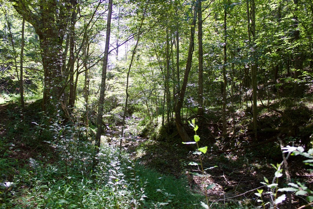 Heritage Hollow Tract 32 photo 6