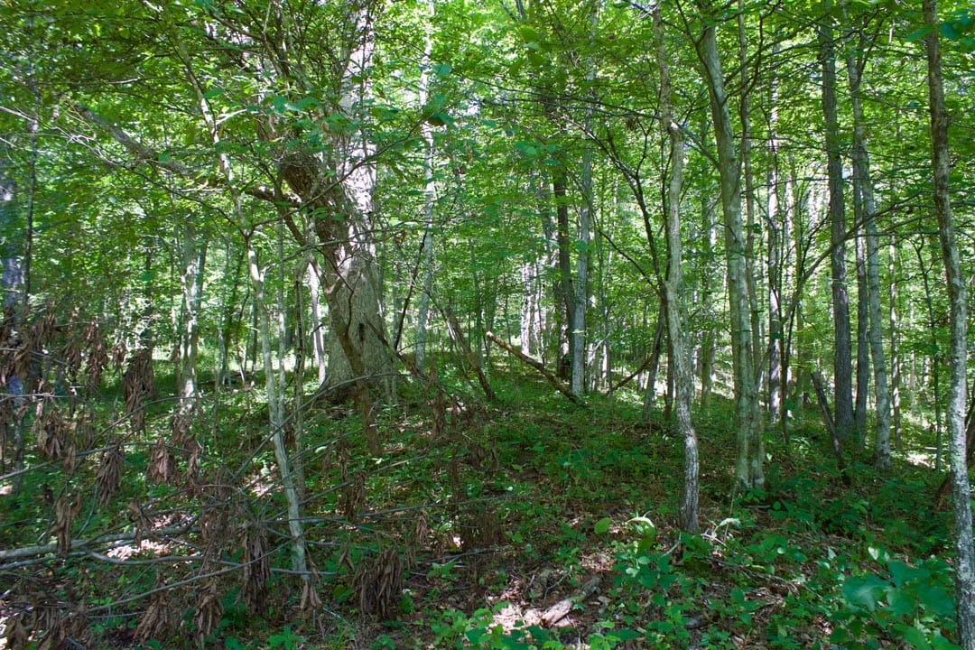 Heritage Hollow Tract 32 photo 8