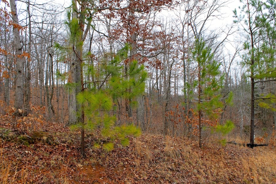 The Tennessean Tract 17 photo 2