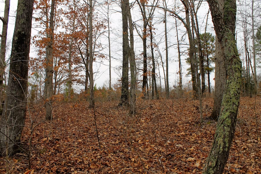 The Tennessean Tract 17 photo 3