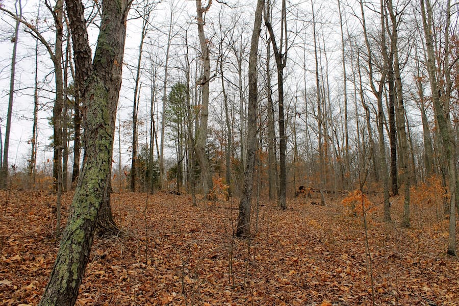 The Tennessean Tract 17 photo 4