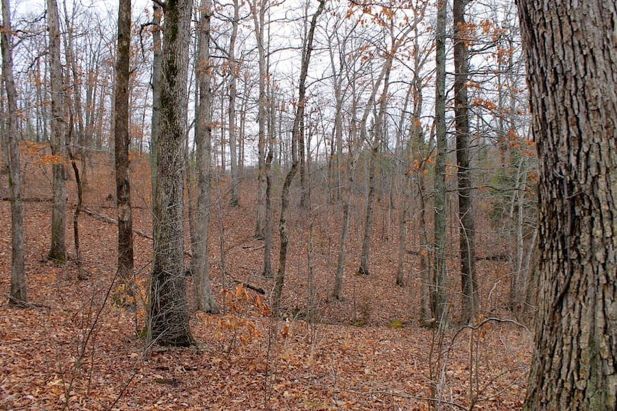 The Tennessean Tract 17 photo 5