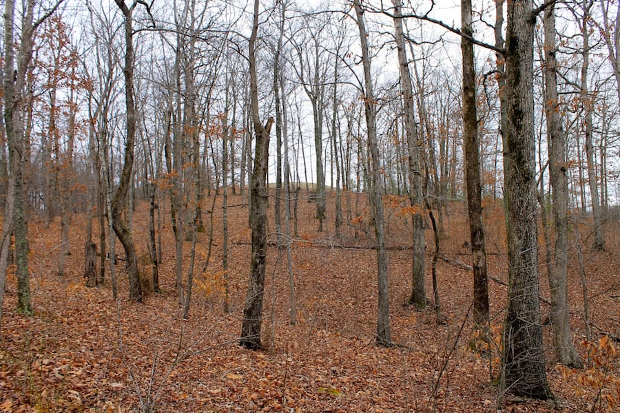 The Tennessean Tract 17 photo 6
