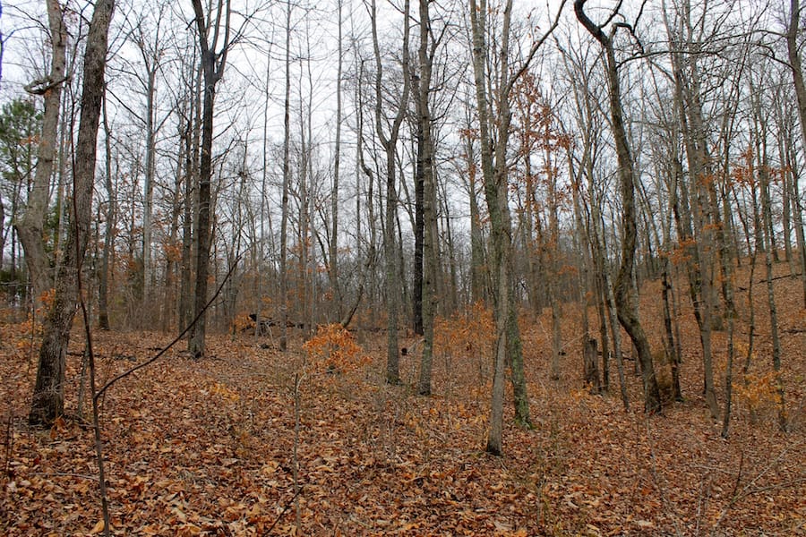 The Tennessean Tract 17 photo 7