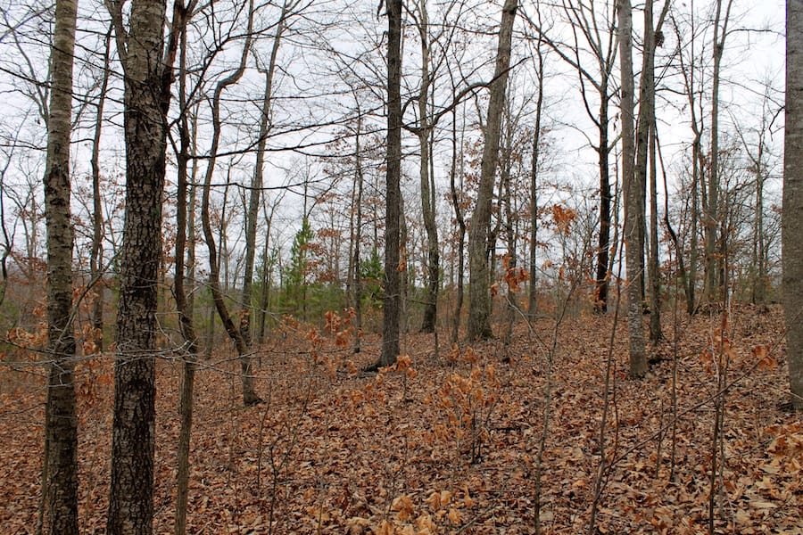 The Tennessean Tract 17 photo 8