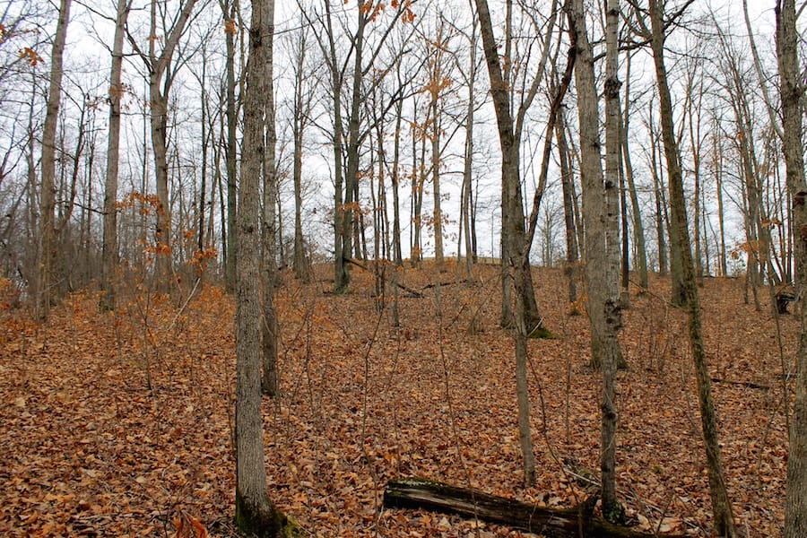The Tennessean Tract 17 photo 10