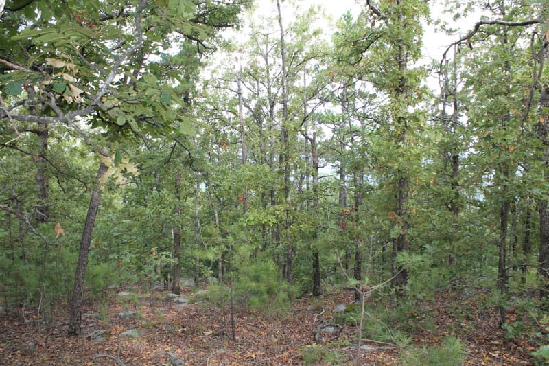 Trophy Ridge Phase III Tract 28 photo 4