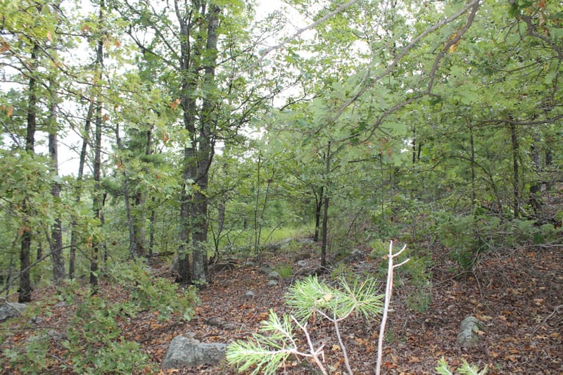 Trophy Ridge Phase III Tract 28 photo 5