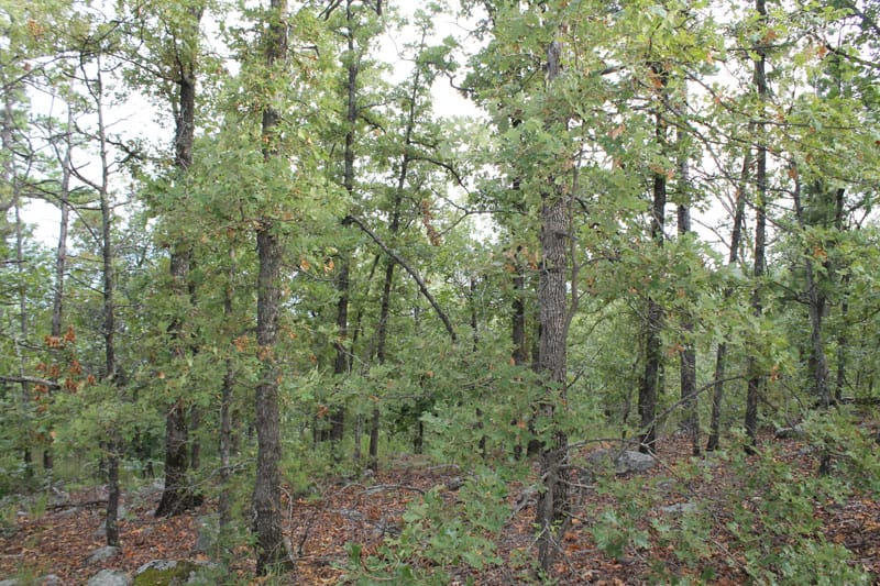 Trophy Ridge Phase III Tract 28 photo 6