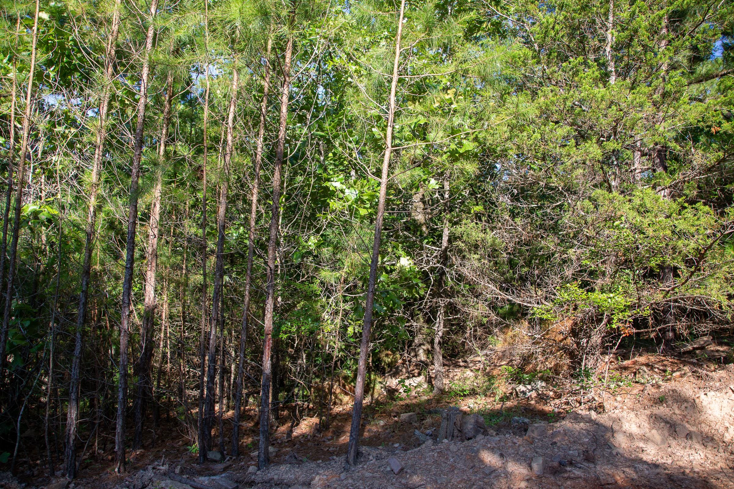 Tyler Stone Ranch Tract 48 photo 12