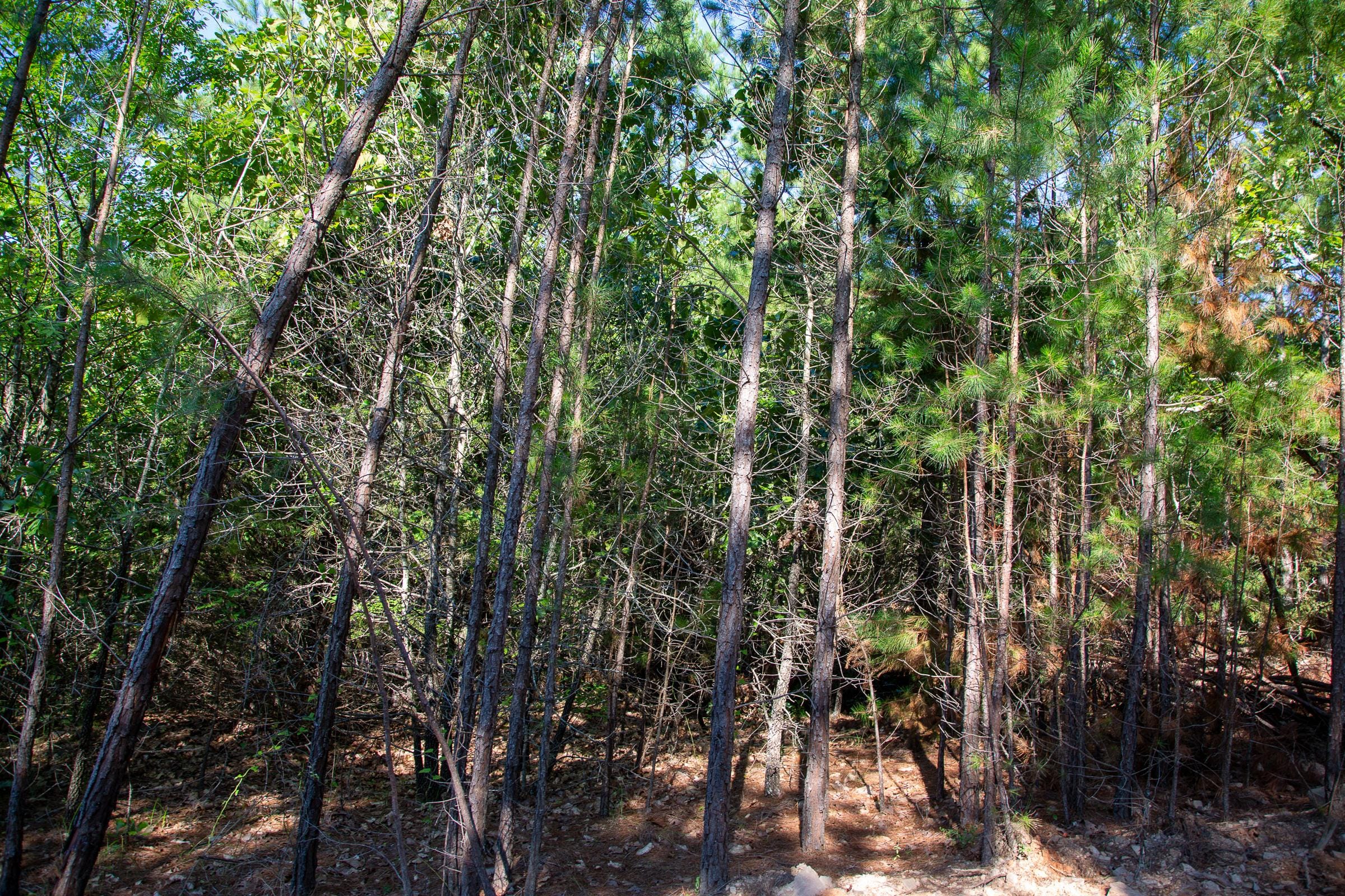 Tyler Stone Ranch Tract 48 photo 14