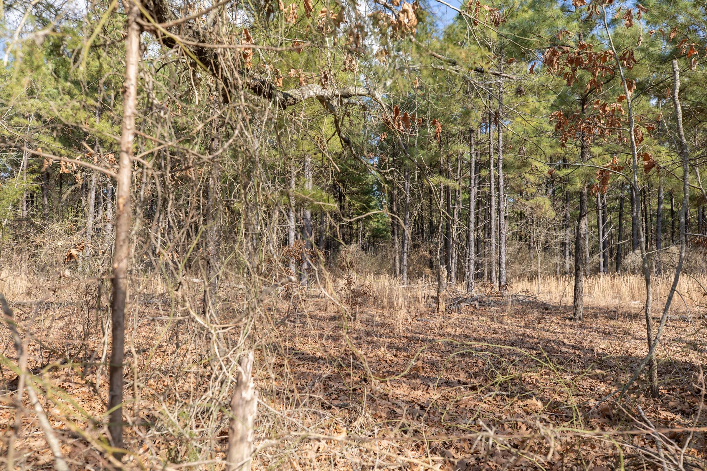 Wishing Star Ranch Tract 44 photo 2