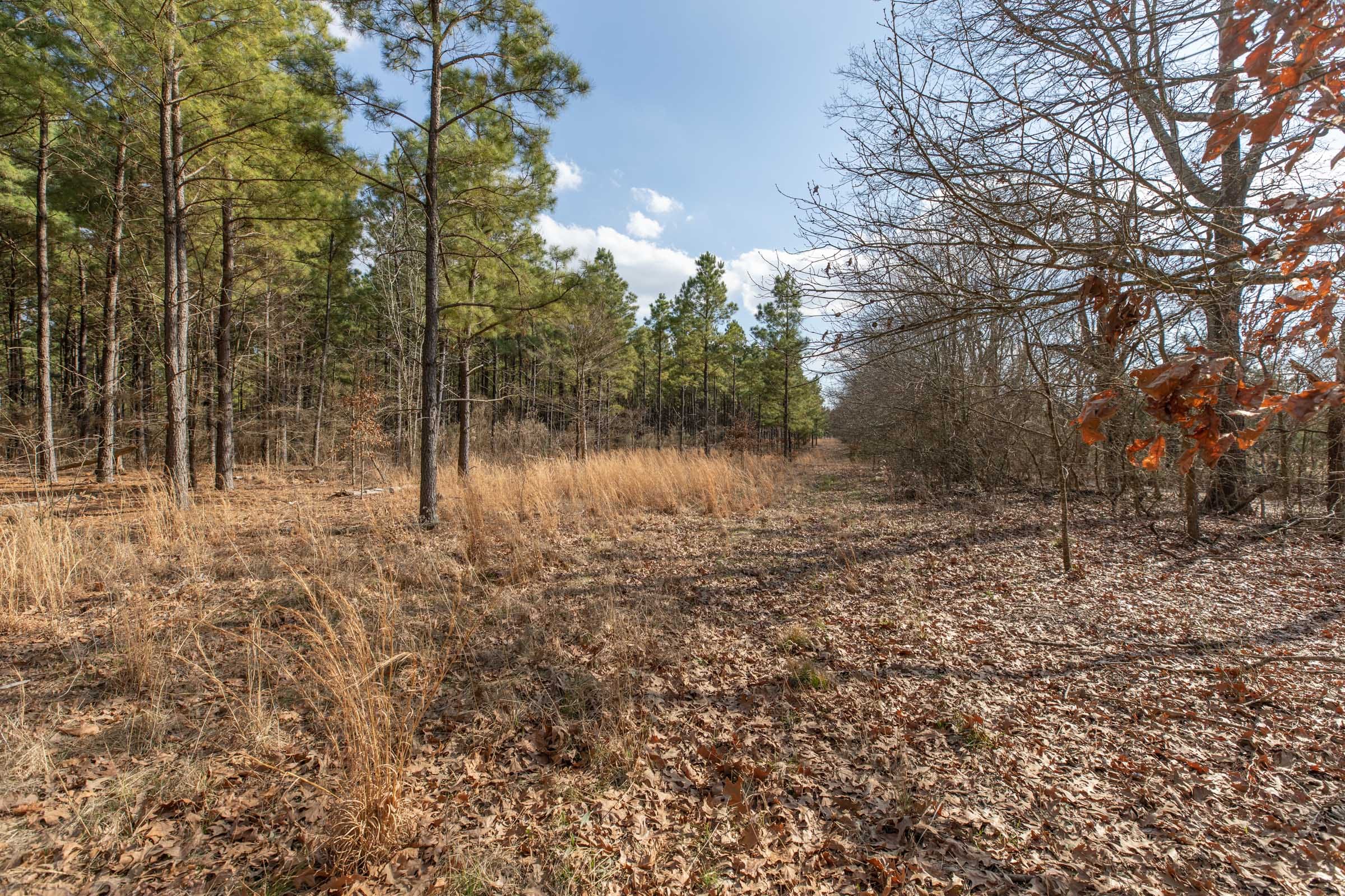 Wishing Star Ranch Tract 44 photo 5