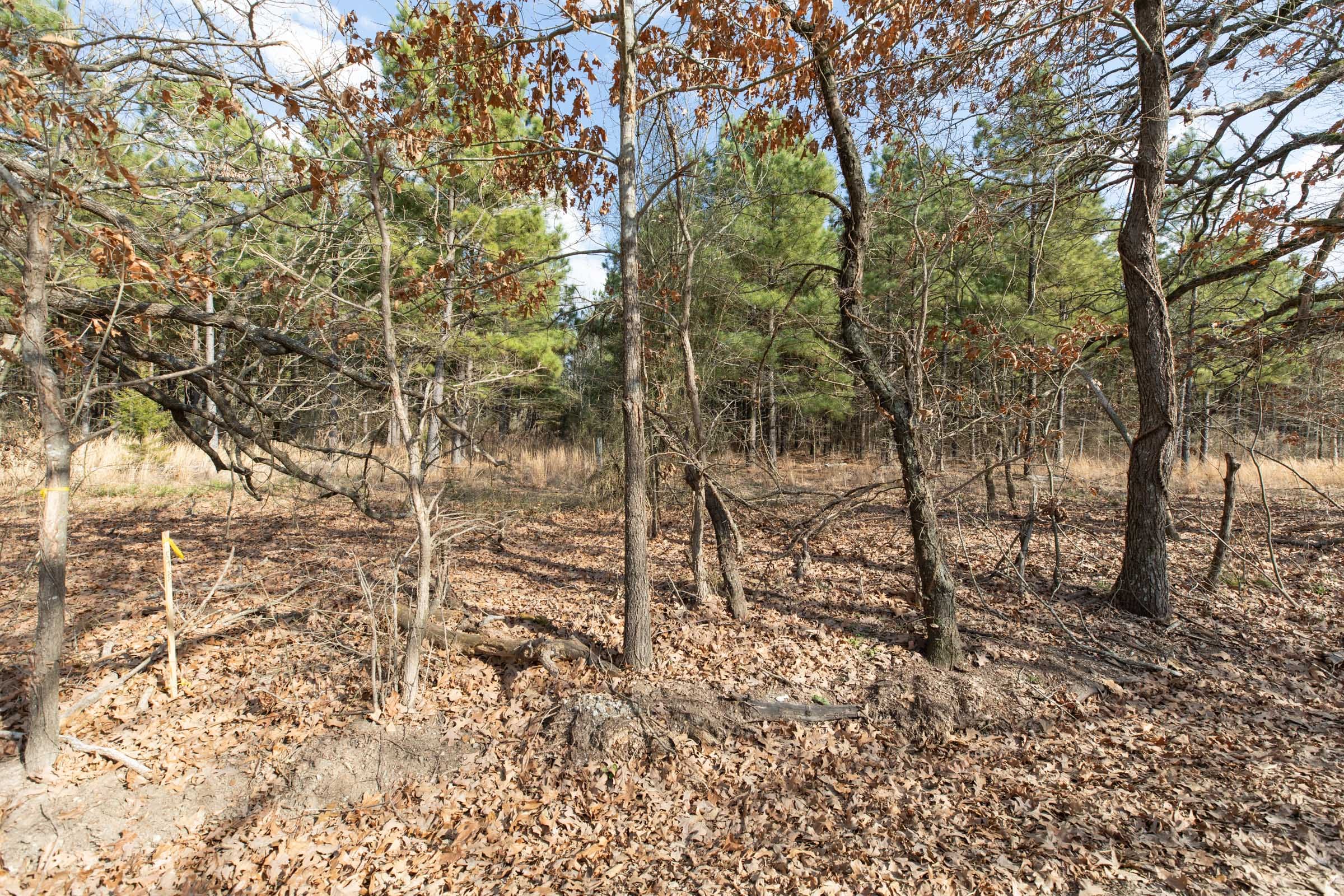 Wishing Star Ranch Tract 44 photo 10
