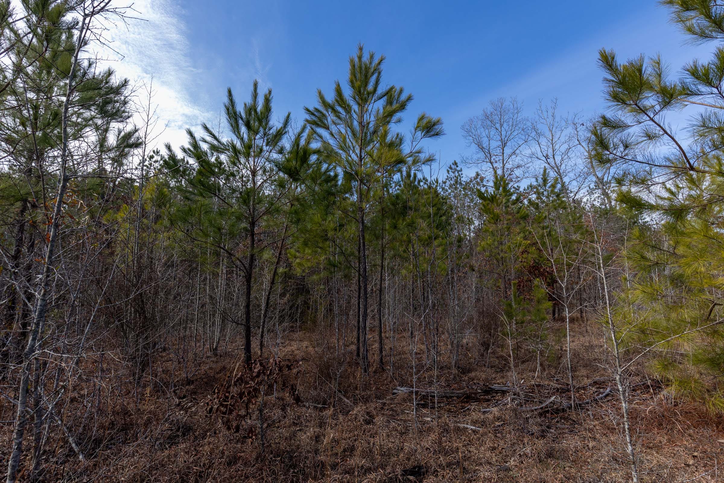 Baker Creek Tract 5 photo 9
