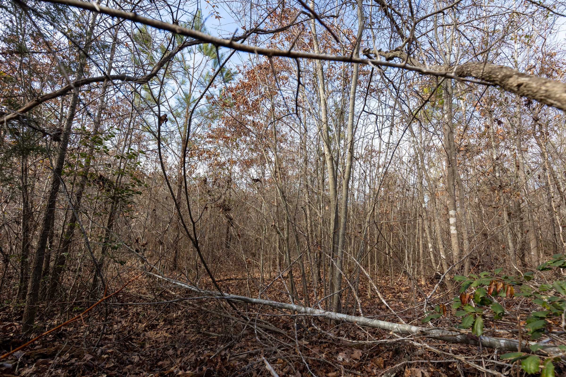 Baker Creek Tract 5 photo 8