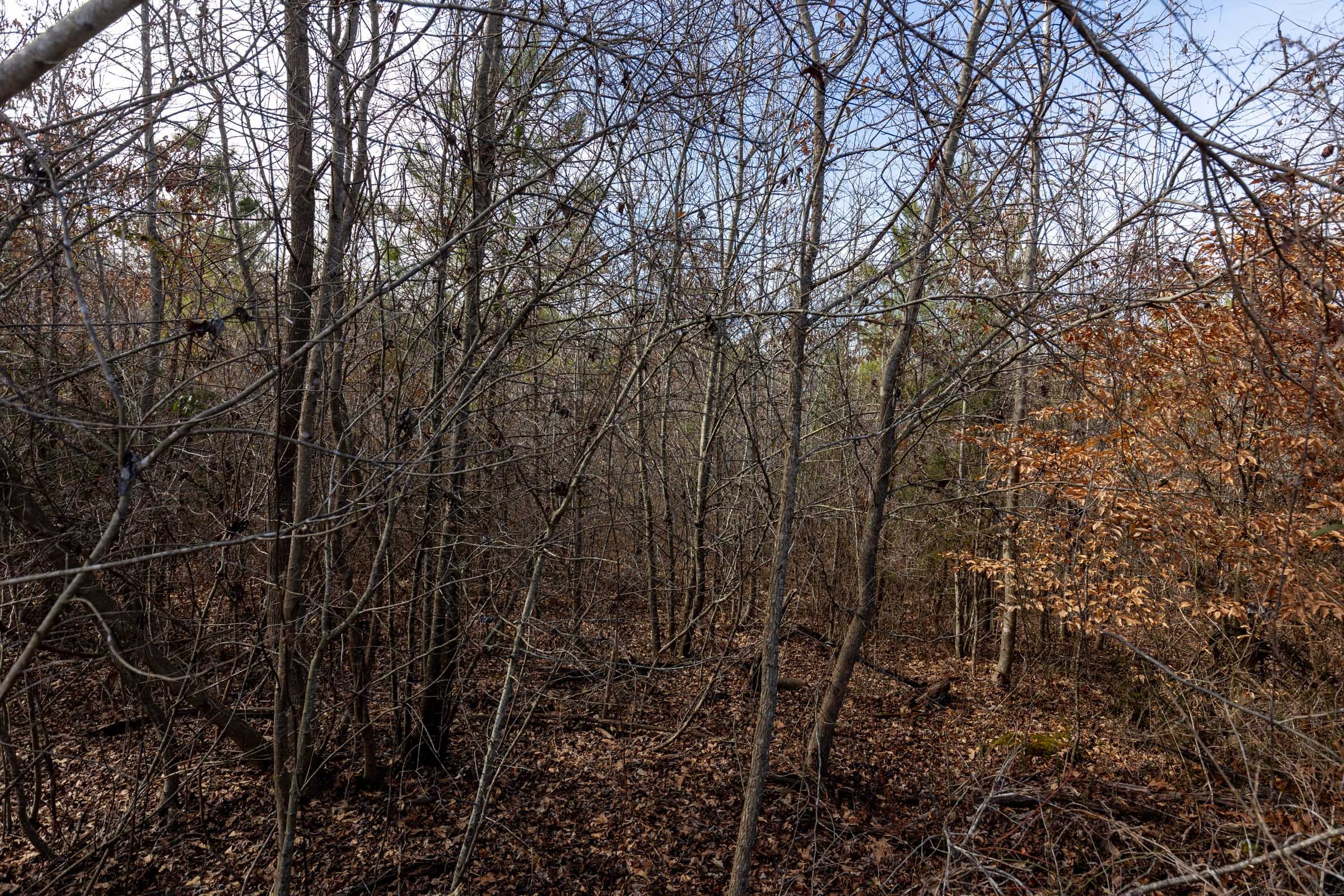 Baker Creek Tract 5 photo 6