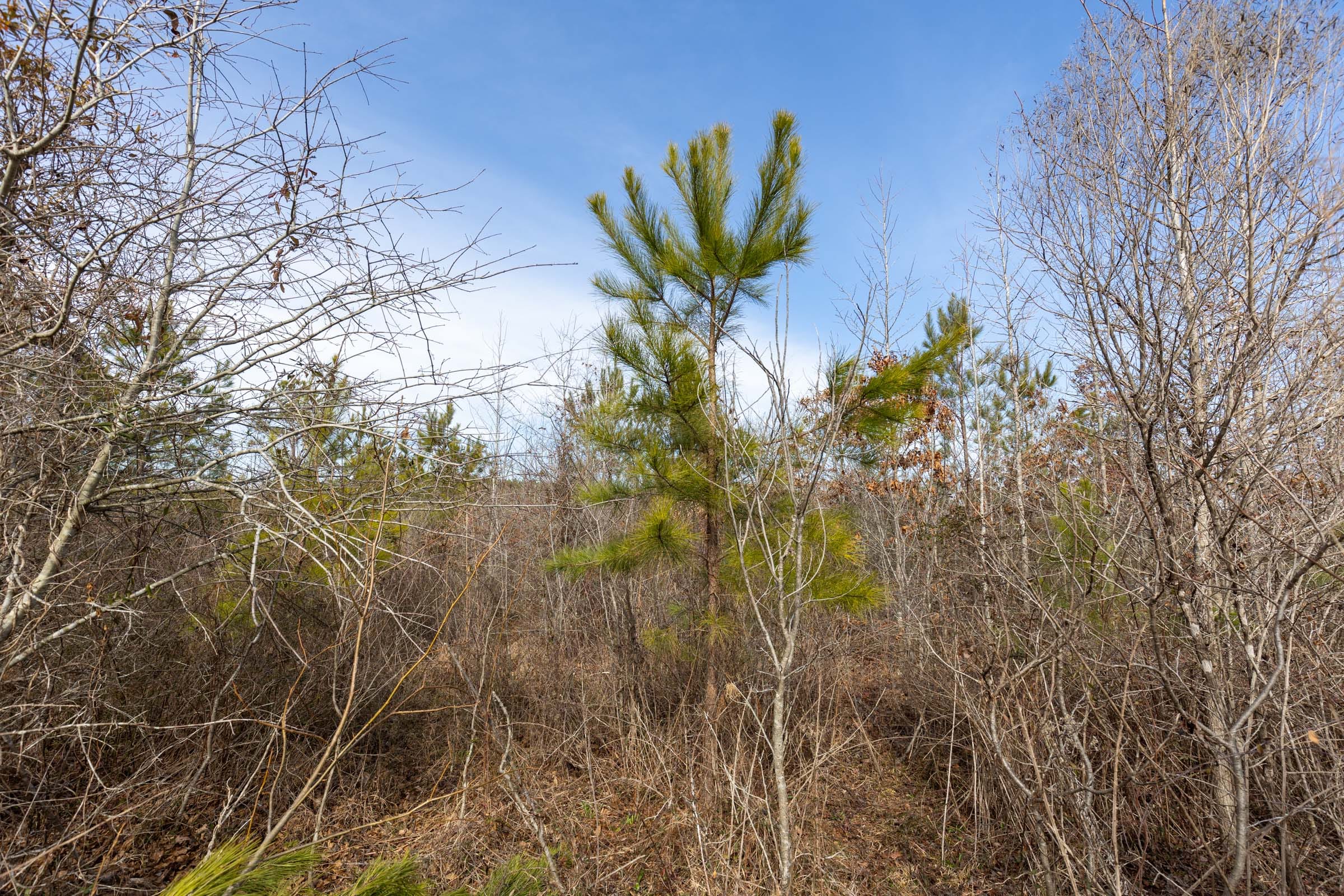 Baker Creek Tract 5 photo 5