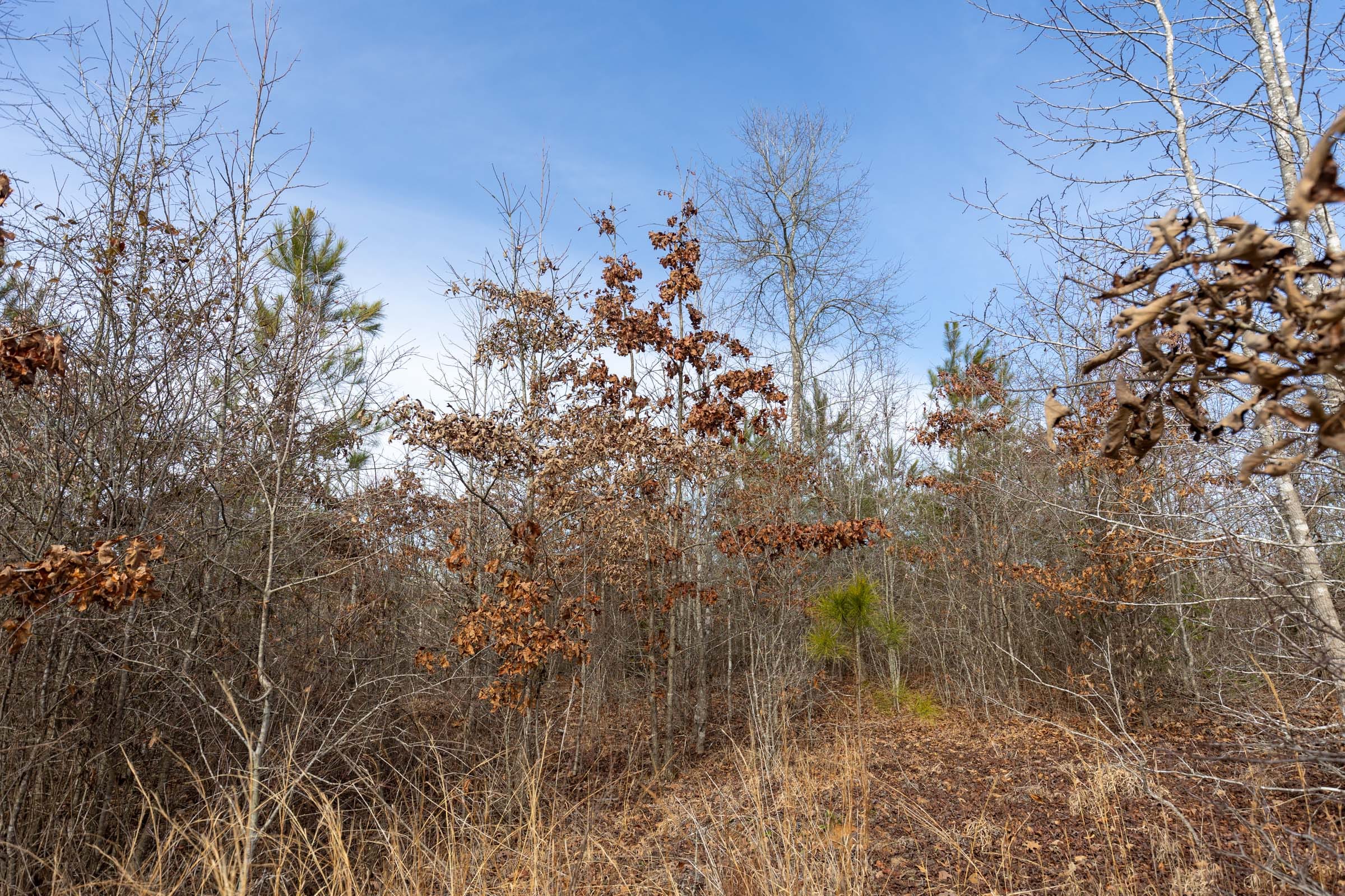 Baker Creek Tract 5 photo 3