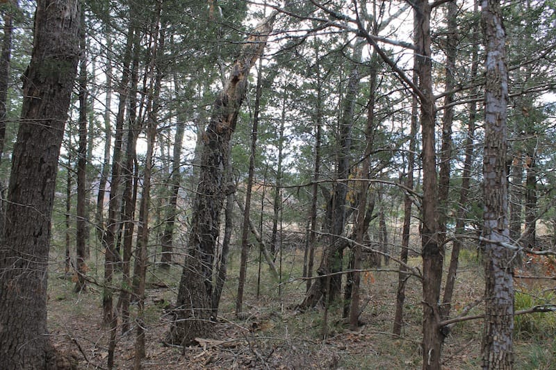 Indian Ridge – Phase I Tract 22 photo 8