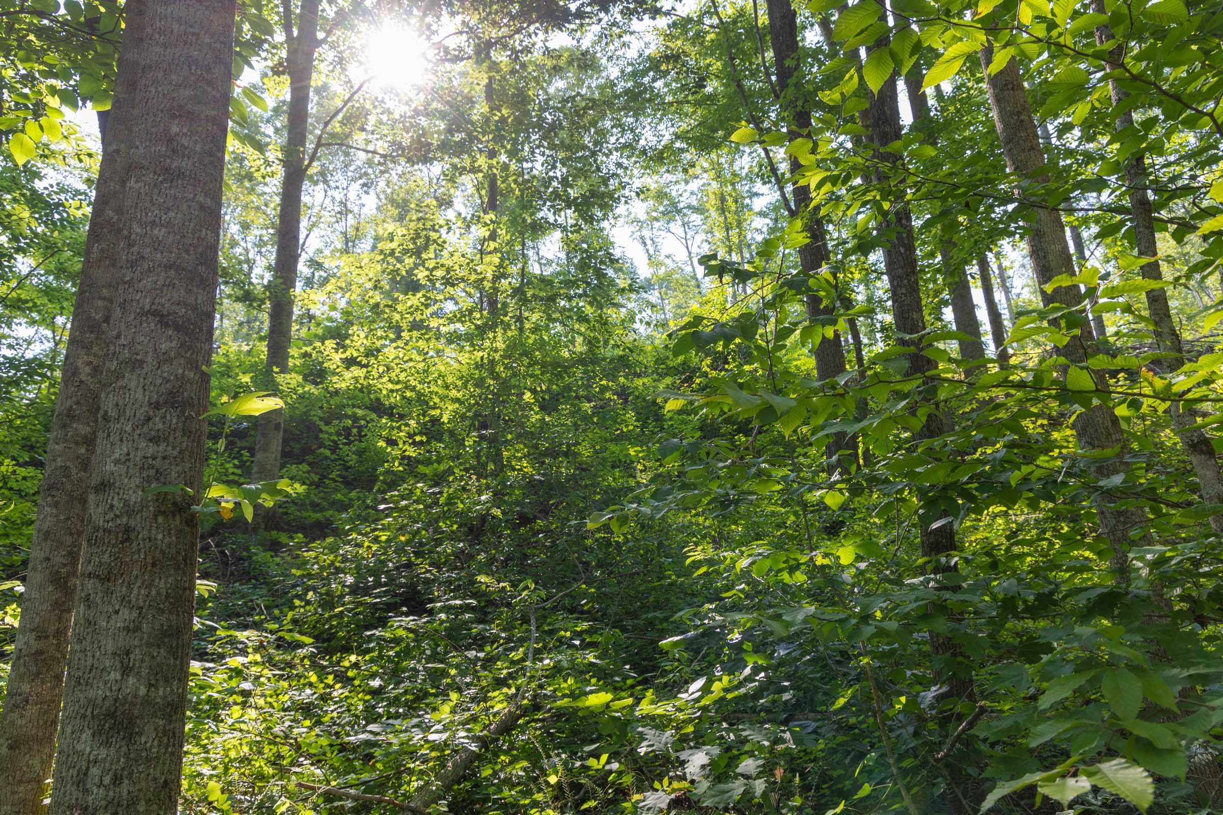 Creek Hollow Phase II Tract 80 photo 13