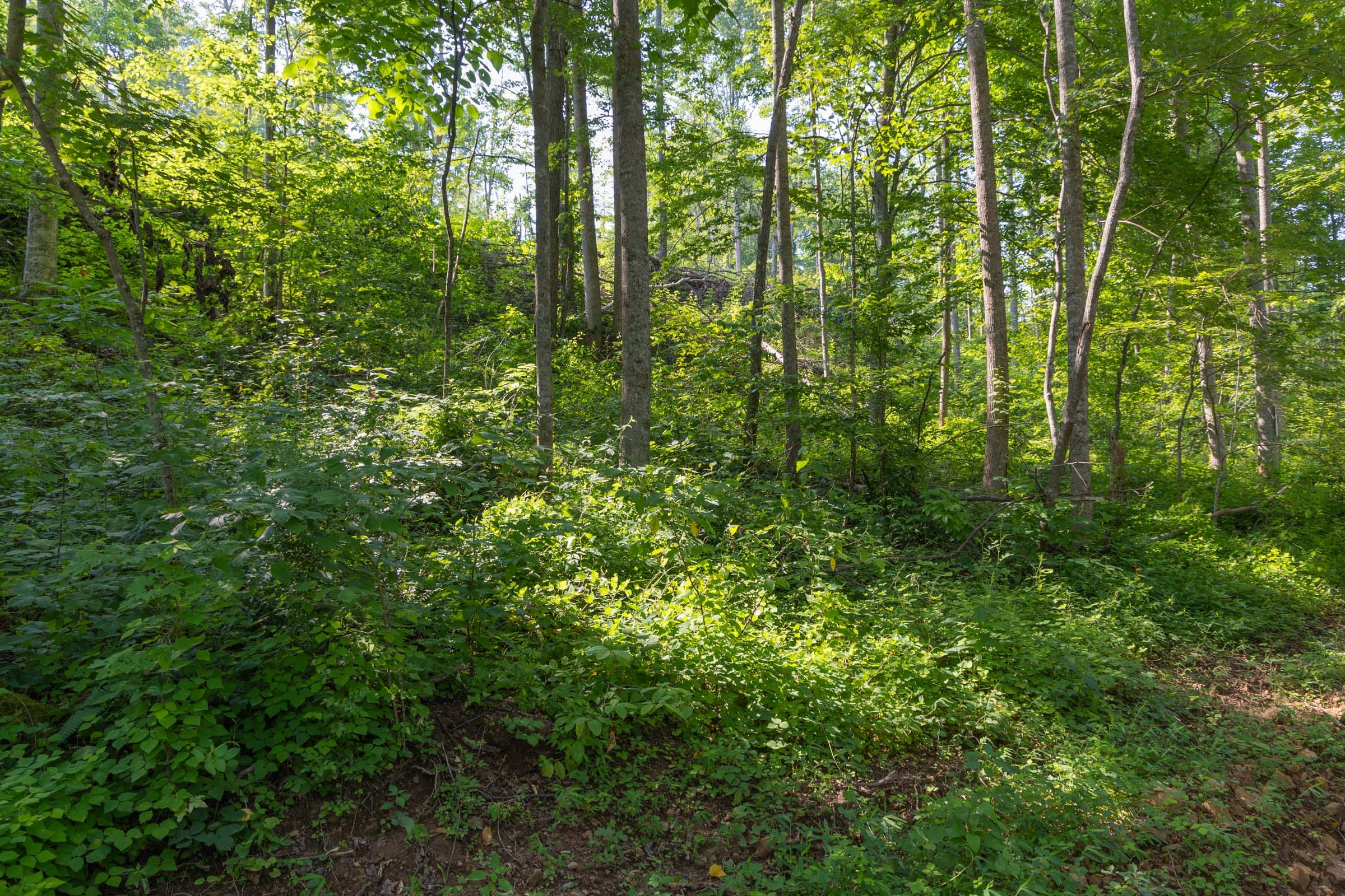 Creek Hollow Phase II Tract 80 photo 12