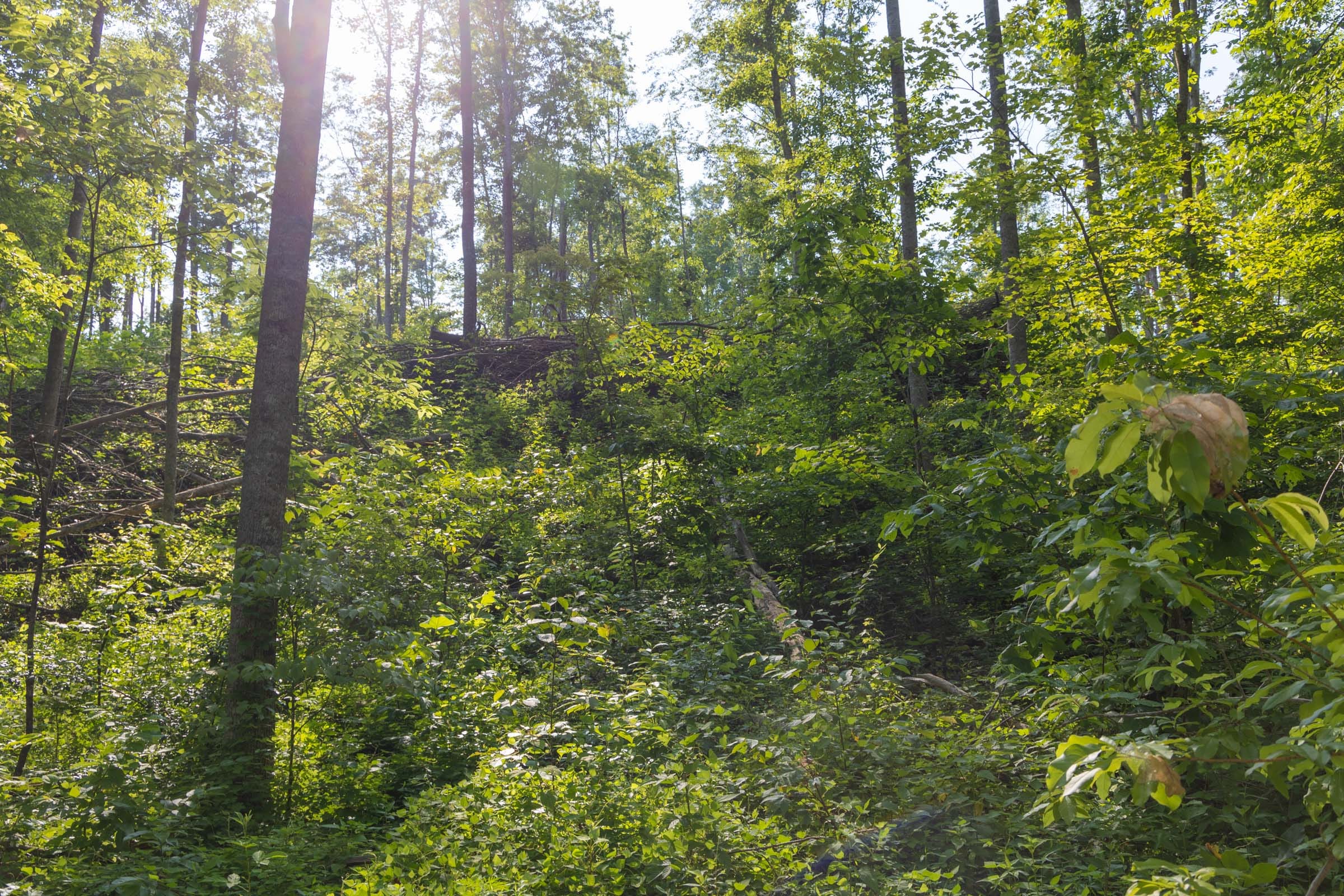 Creek Hollow Phase II Tract 80 photo 11