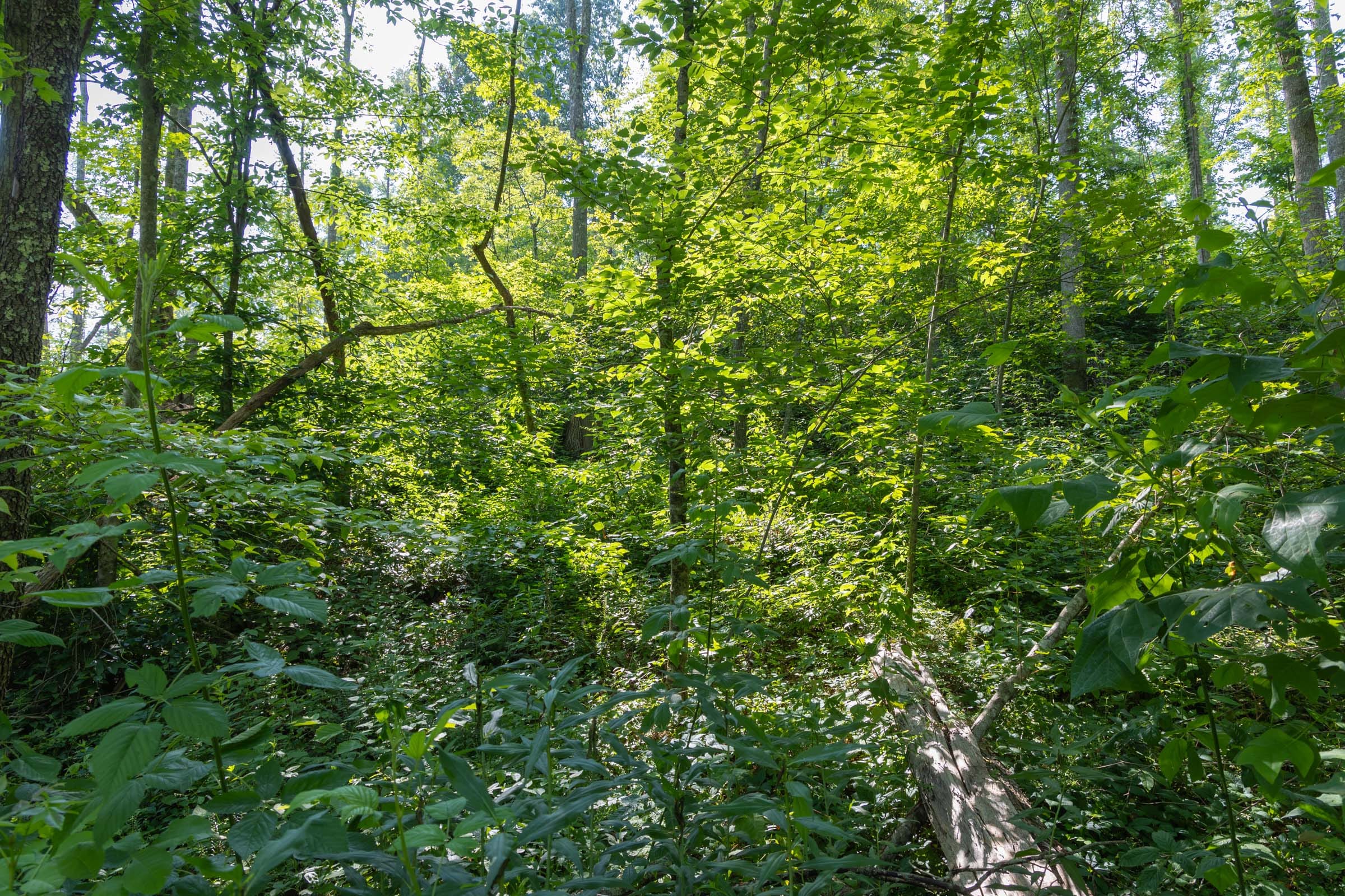 Creek Hollow Phase II Tract 80 photo 7