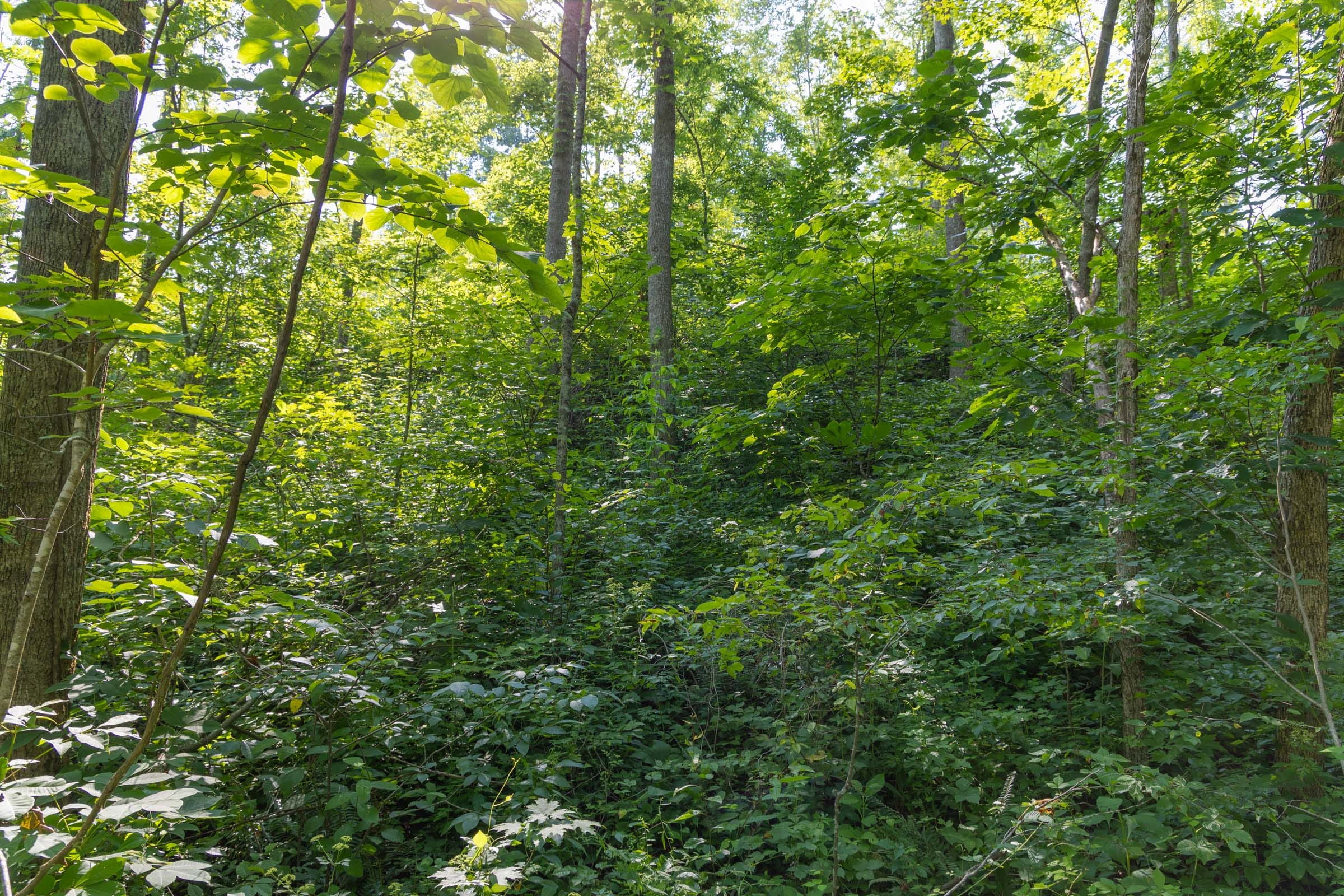 Creek Hollow Phase II Tract 80 photo 6