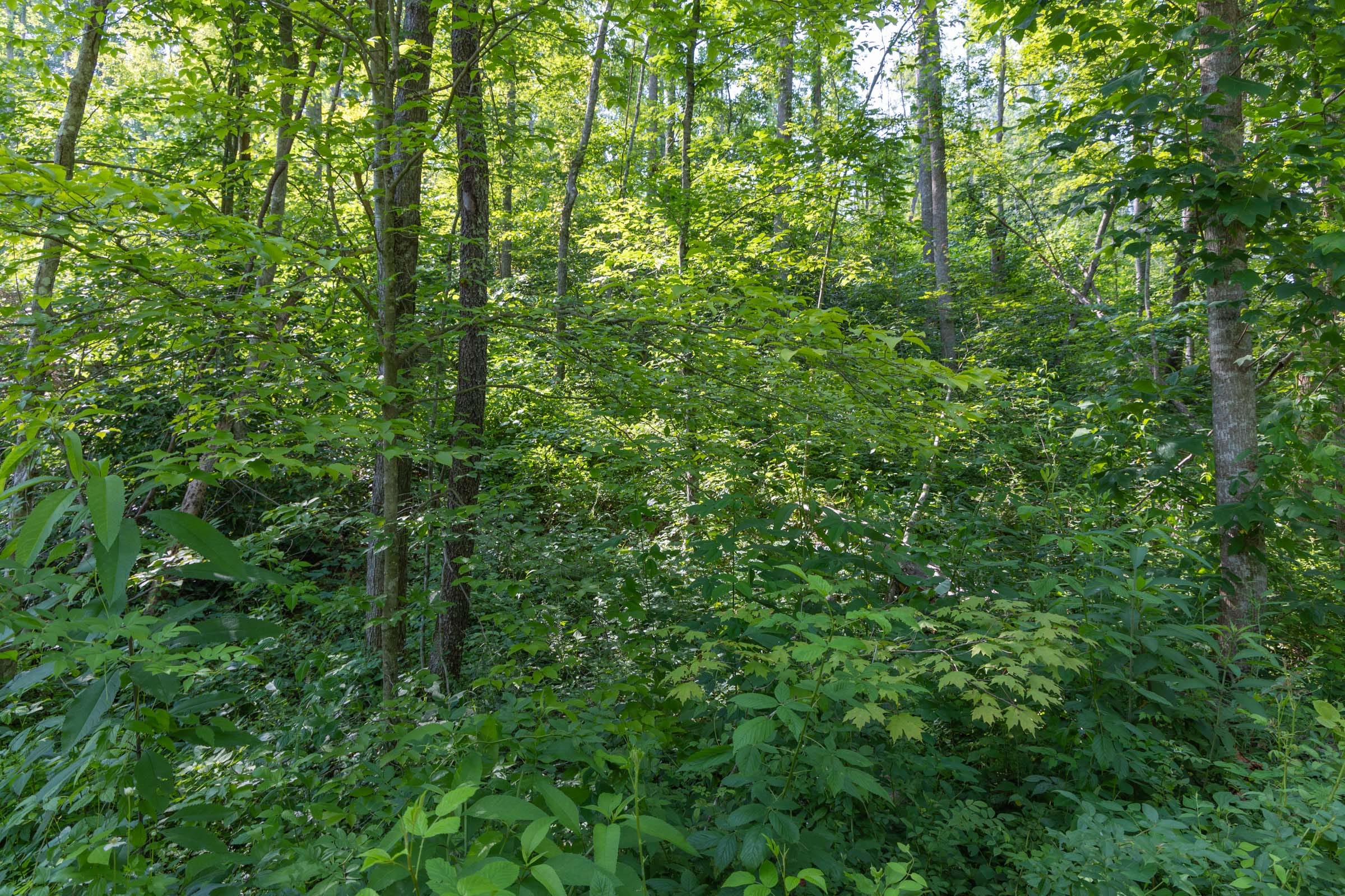 Creek Hollow Phase II Tract 80 photo 5